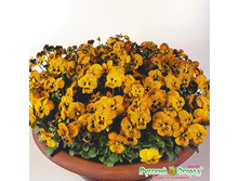 ����� F1 ����� �����.jpeg