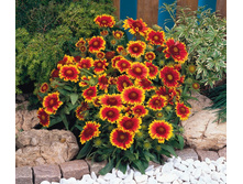 ���������� ������� ���3.jpg