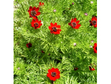 ������ ������2.jpg