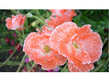 ��� ��������� �������� ����. ���� �� ��������� � �����3.jpg