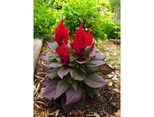 ������� �������� ��� ���.jpg