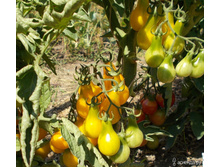 ����� ������� ����� ���. ����2.jpg