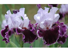 SALOME'S BUTTERFLY ����� 09