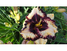 �������� ������