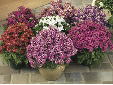 ��������� ��������� �����5.jpg