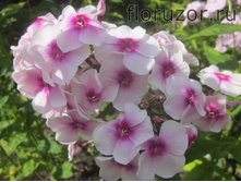 ���������