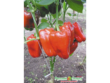 ����� ������� ������� ���. ����.jpeg