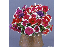 ������� F1 ������, �����2.jpg