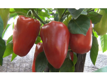 ����� �������� 10 ���. (0,4 ��.).jpg