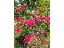 ����� ����� (��)