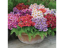 ��������� ��������� �����3.jpg