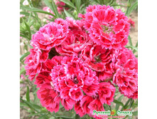 �������� F1 �������.jpeg