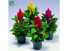 ������� ������, ����� ��������� ������ � �������.jpg