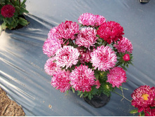 ����� ������ ���.jpg