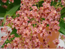 �������� ������ ( Oncidium Twinkle)  ����