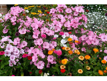 �������� ������� ����, �����6.jpg