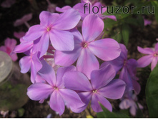 �������� ������