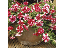 Petunia Tumbelina Cherry Ripple