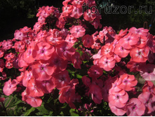 ������� ����