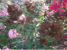 ������� ��������