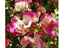 �����������   Snow Cup Mylty- ������ �������� ....