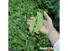 ����� ������� ������ 15,1 ���. (30 ��.).jpeg