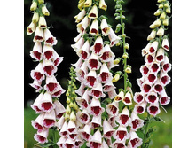 ����������� ��������� ��������� ������ 9,10 ���. (100 ��.).jpg