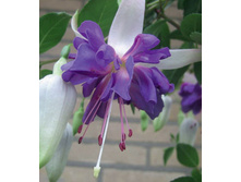 Fuchsia Giant Blue Angel