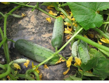 ������ F1 ���������� 25 ���. (10 ��.).jpg