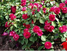 ��������� ��� ���� ���� �� ���������.jpg