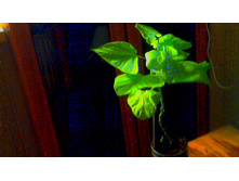 ������ �����( �����������-����������)