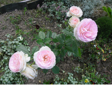 ���� �� ������ �� ���� �����.JPG