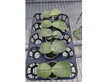 P.gigantea v.alba × self.jpg