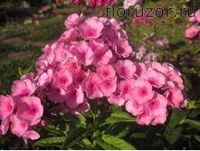 ���� ���� (Baby Face)