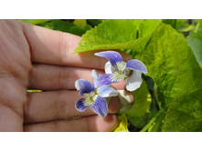 ������ ����������� �������