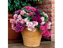 ������� F1 ������� ������ ��������, ����� 30 ���. (10 ��.).jpg