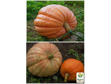 ����� ����������� � ���������.jpg