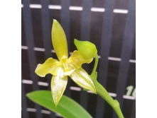 P.cornu-cervi alba(variation).jpg