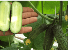 ������ �������� ���. ����.png