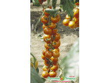 ����� F1 �������� �� - 30 ���. (15 ��.).jpeg