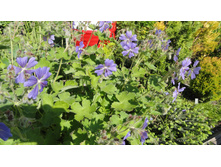 ������ ������ ������