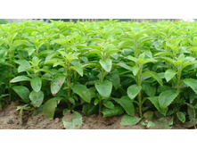 ������ �������������� 27,8 ��� (5 ��.).jpg