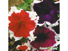 ������� F1 ������, ����� 19,70 ���. (20 ��.).jpeg