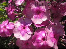 ������ ��� (Magic Blue)