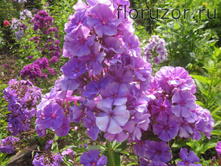 ������� ������