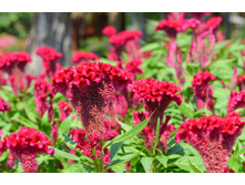 ������� �������� ������3.jpg