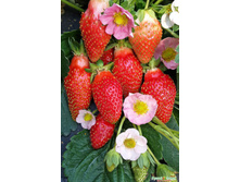 ��������� �-141 ���. ����. ����� ������� ������.jpeg