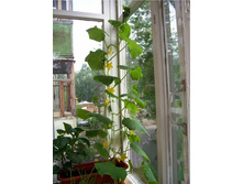 ������ F1 ����� ���. ����.jpg