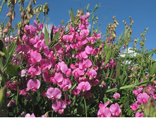 ������� ����������� ������� ������2.jpg