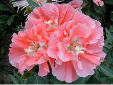 ������� ������� ������,.jpg